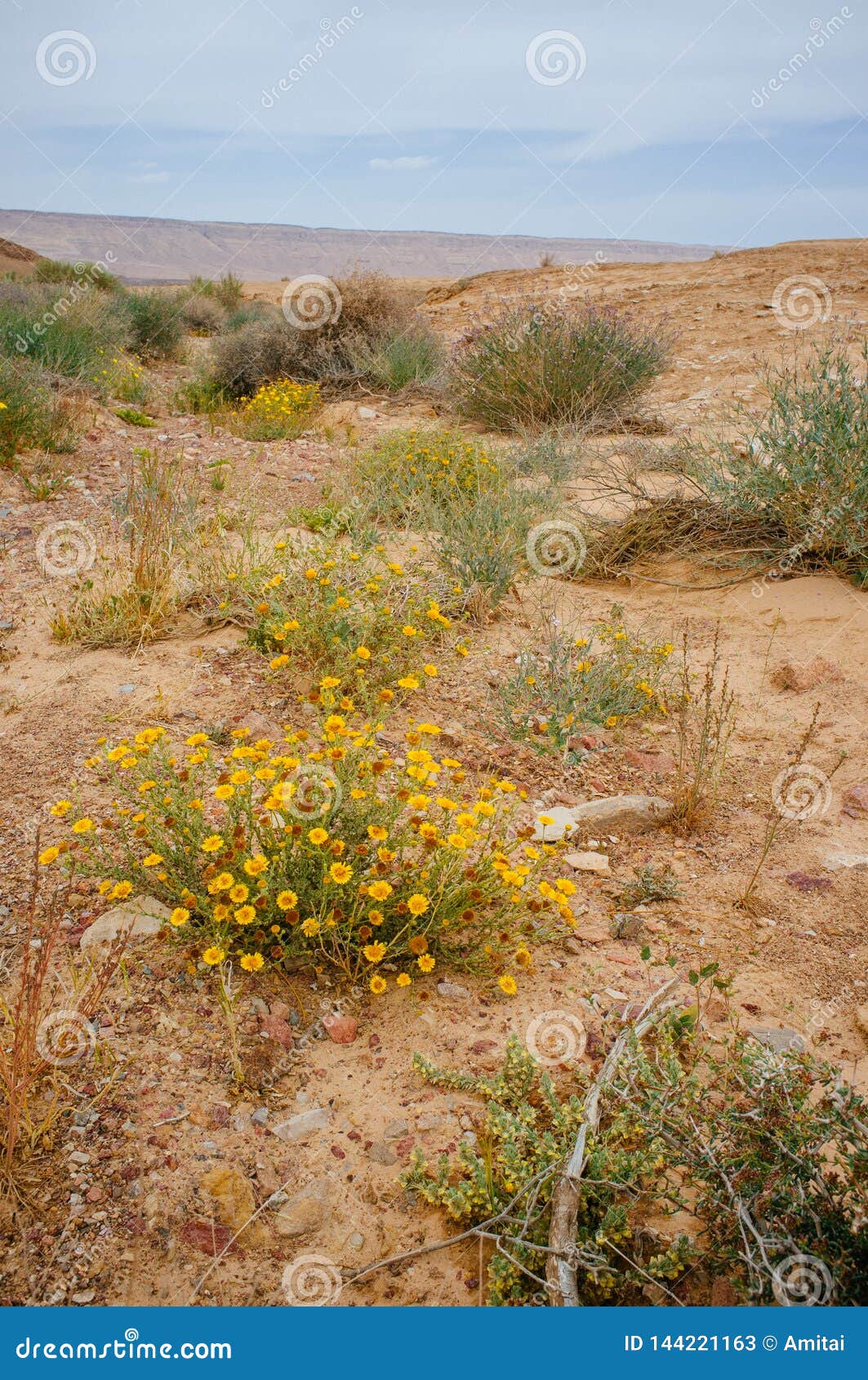 holy land series - ramon crater makhtesh - desert blossom 7